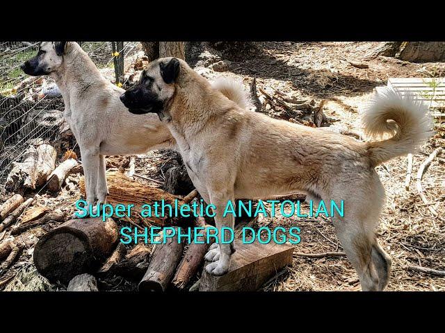 Athletic Anatolian Shepherd attacking Anatolian Shepherd dog for fun fighting