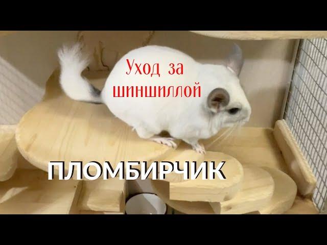 Уход и содержание шиншиллы. Игры с шиншиллой  Пломбирчик