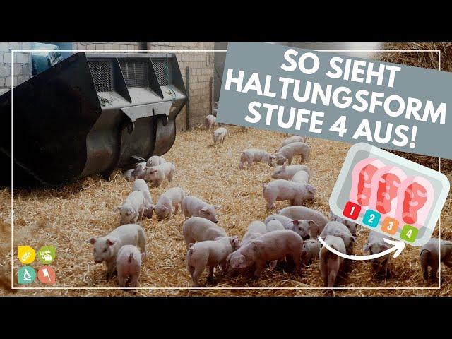 Glori goes Tierwohl | Die Haltungsform hinter dem Fleischlabel | Stufe 4  - Premium #2