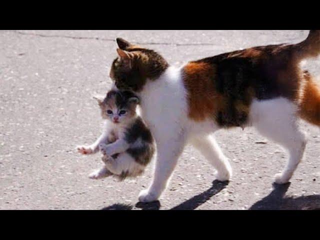 When Mother Cats Bring Their Kittens To You  Funny Cat Videos 2024