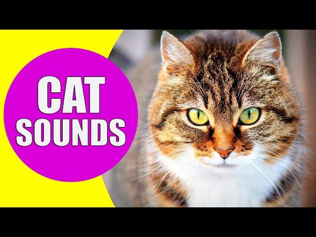 CAT MEOWING SOUNDS | Realistic Cat Sounds and Noises with Videos