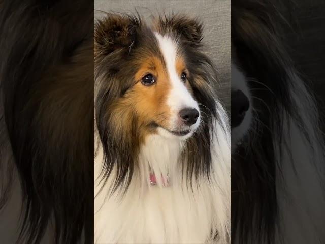 "What are Fireworks?"  Subscribe on Cricket "the sheltie" Chronicles e313-3