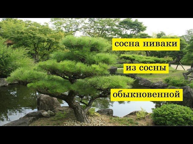 Как сформировать сосну ниваки из сосны обыкновенной и устроить сад ниваки на даче.