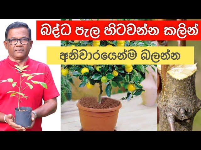 ඔබේ ගෙවත්තෙත් බද්ධ පැල හිටවලද? දැන්ම බලන්න | Grafting Tips | Ceylon Agri | Episode 355