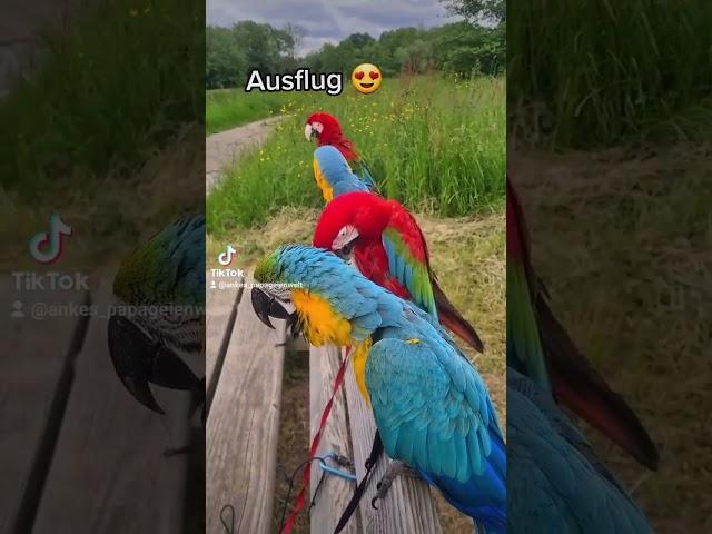 Ein Ausflug mit 4 Aras #shorts #papagei #papageien #parrot #happy