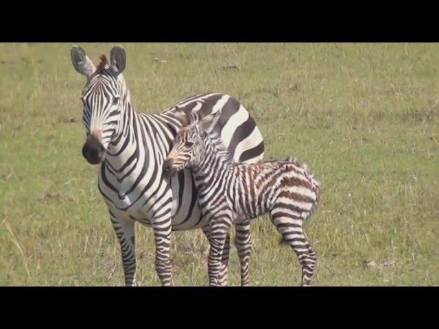 Amazing Africa - Wild Animal Documentary  - National Geographic