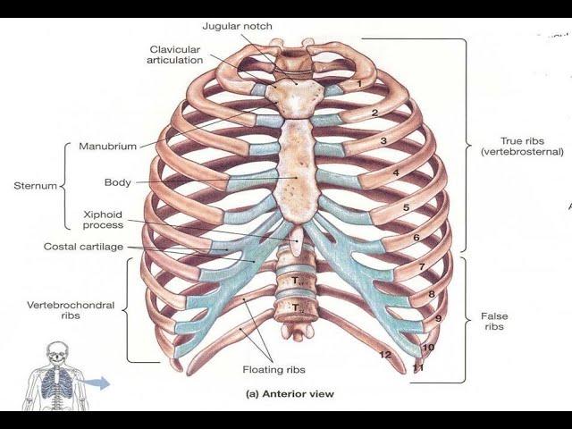 Two Minutes of Anatomy: True Ribs & False Ribs