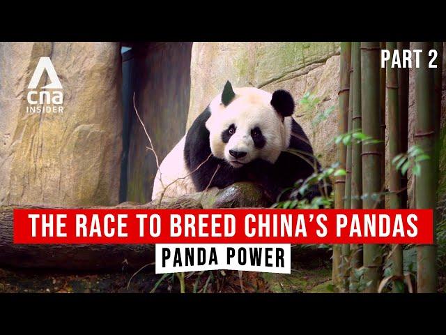 The Power Of Pandas In China-Southeast Asia Relations | Panda Power - Part 2/2 | CNA Documentary