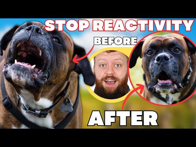 How To Fix Reactive Dog In 3 Simple Steps