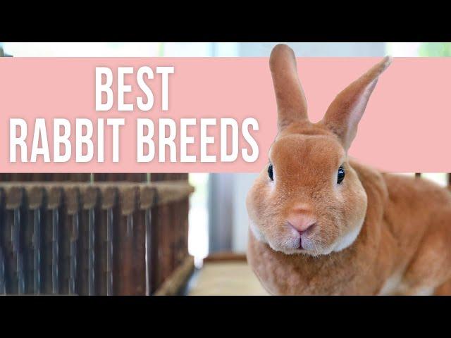 Best Rabbit Breeds for Beginners
