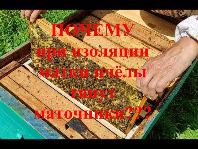 МАТКА В ИЗОЛЯТОРЕ !!!  ПОЧЕМУ ПЧЁЛЫ ТЯНУТ МАТОЧНИКИ ??? ПОЧЕМУ РОЯТСЯ ???