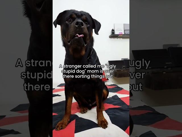 #rotter #dog #rottie #dogowner #rotts #funny #pets #petowner #dogbreed #viral #trending #shorts