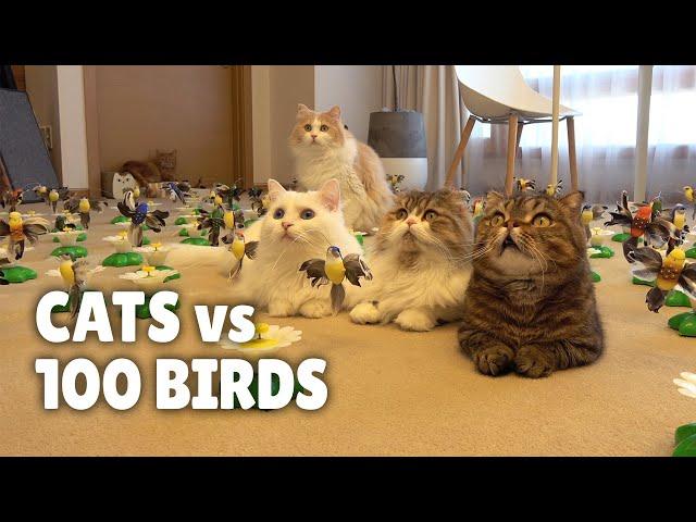 Cats vs 100 Birds | Kittisaurus