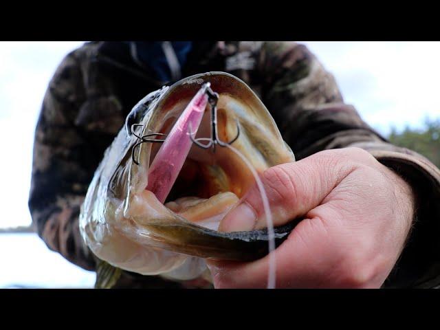 One of the BEST Jerkbaits to USE in Early Winter (Megabass Vision 110 +1)