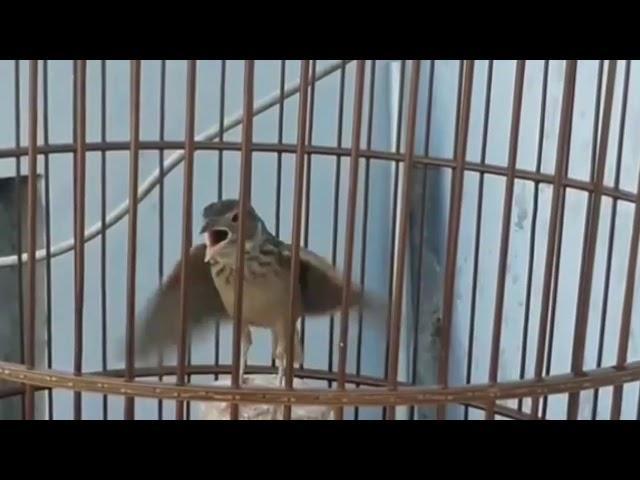 Burung Branjangan Gacor istimewa, isian mantap !!