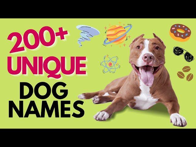 Top 200+ UNIQUE Dog Names – Unisex