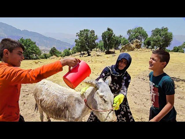 Kindness to donkey; Akram and his sons wash the donkey in hot weather