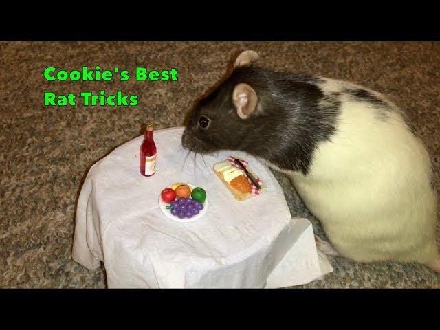 Cookie's Best Rat Tricks - Trick Compilation