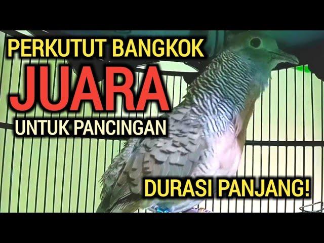 DURASI PANJANG! PERKUTUT BANGKOK GACOR JUARA UNTUK PANCINGAN 100% NYAUT