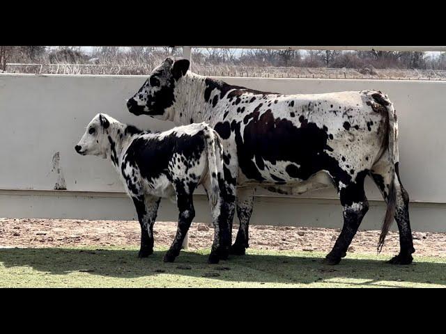 J&J Cattle Co: British White Brahman Cross Bred Cow and Calf Pair