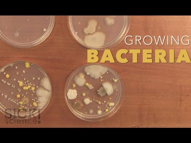 Growing Bacteria - Sick Science! #210