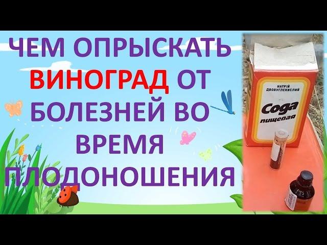 ОБРАБОТКА ВИНОГРАДА ОТ БОЛЕЗНЕЙ ВО ВРЕМЯ ПЛОДОНОШЕНИЯ ОТ ОИДИУМА, МИЛЬДЬЮ, АНТРАКНОЗА.