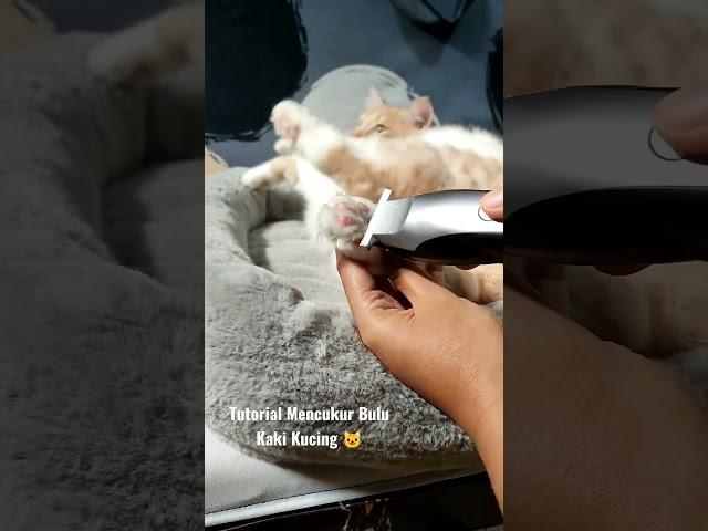 Tutorial Mencukur Bulu Kaki Kucing Anti Reog #shorts