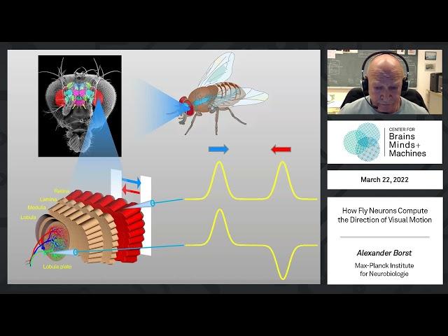 How fly neurons compute the direction of visual motion