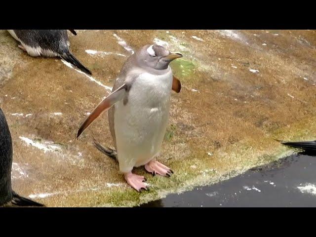 Leucisitic Gentoo Penguin 'Snowflake' at Edinburgh Zoo - 18/02/23