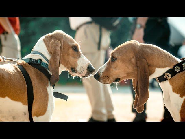 Zusammen für den Schwyzer Laufhund |  Merey sous Montrond - Frankreich