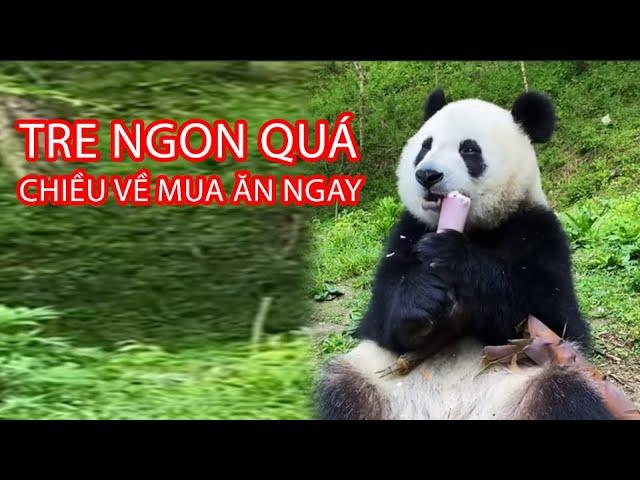 GẤU TRÚC ĂN TRE - PHẢI MUA ĂN THỬ NGAY VÀ LUÔN | Gấu Trúc HÀI HƯỚC