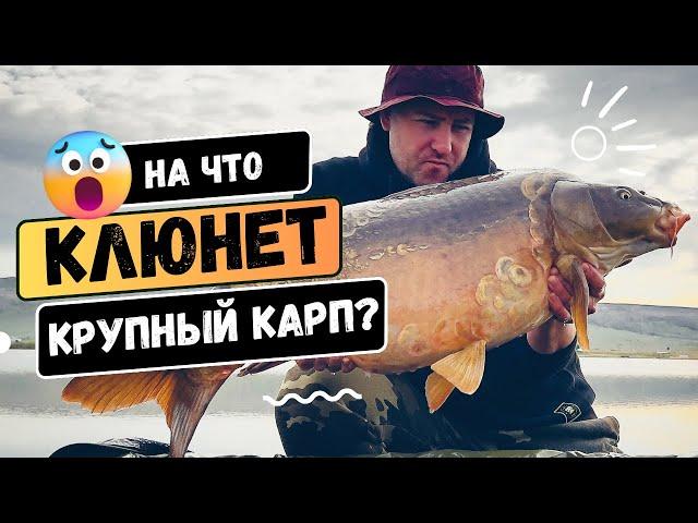 КАРПФИШИНГ - ЭКСПЕРИМЕНТ! Рыбные VS Фруктовые бойлы. Кто поймает КРУПНОГО карпа на рыбалке ВЕСНОЙ?