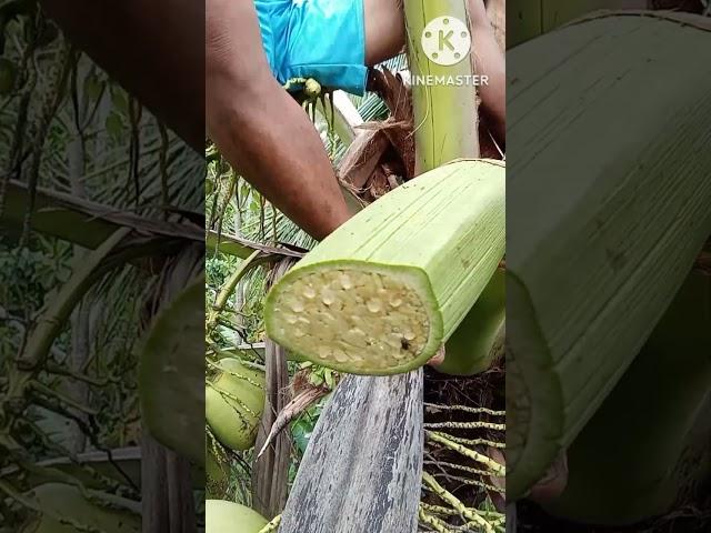 MAKING COCONUT WINE #NATIVE WINE