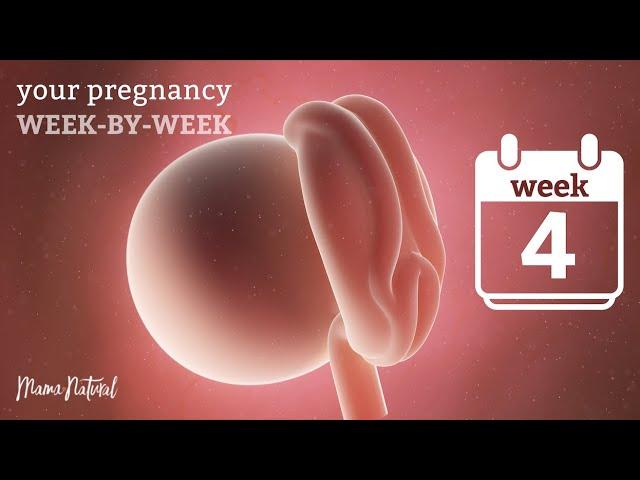 4 Weeks Pregnant - Natural Pregnancy Week-By-Week