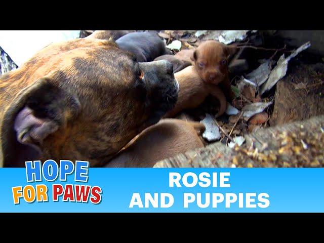 Rescuing a family of dogs with help from iPhone and You Tube.  Please share. #dog