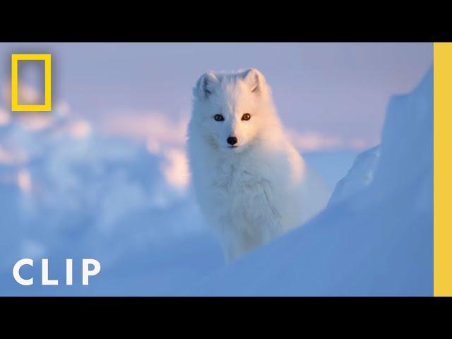 Arctic Fox Love Story | Incredible Animal Journeys | National Geographic