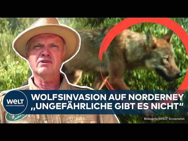 NORDERNEY: Wolf-Alarm! Wildes Raubtier versetzt Insel in Panik - Wie sicher sind die Bewohner noch?