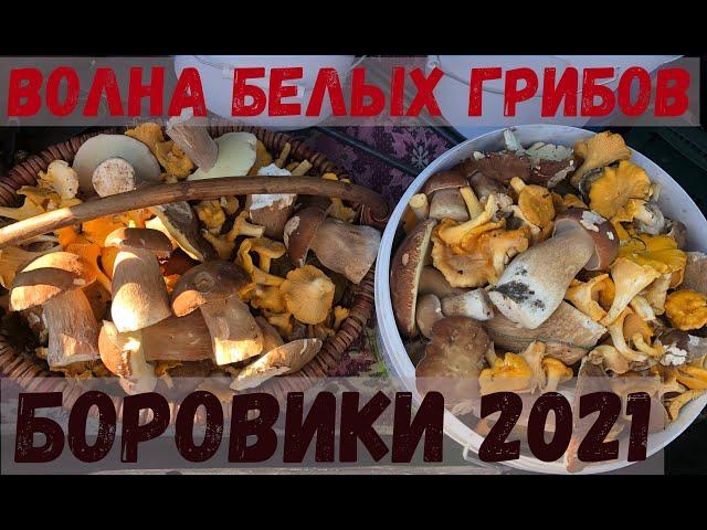 ПОШЛИ БЕЛЫЕ ГРИБЫ МАССОВО. Волна Белых Грибов в Беларуси 2021 Сбор белых грибов 15 июля