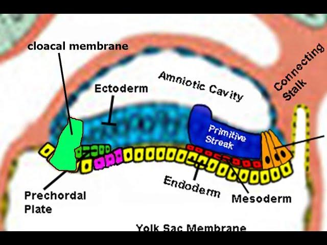 Embryology: Gastrulation – Let's Make the Primitive Streak and Germ Layers