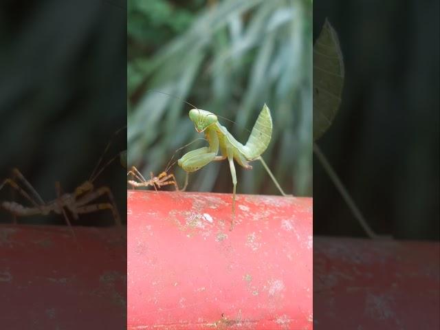 Mantis vs Leafhopper Assassin Bug (wait for it) | Insect fight caught on camera | BUG FIGHTS