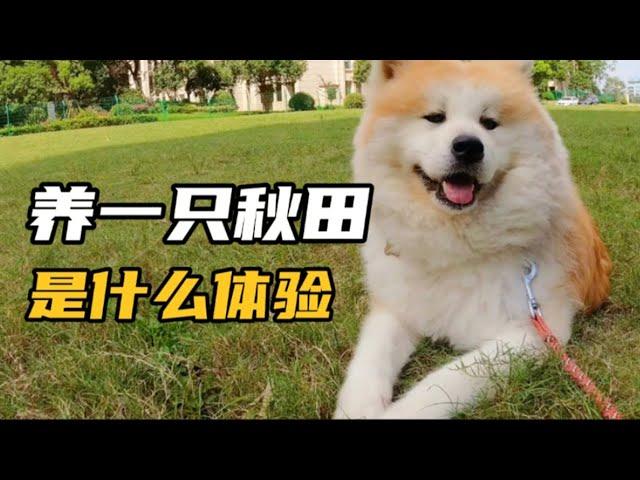 秋田犬铲屎官是什么体验【果酱布丁】