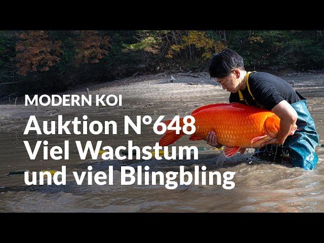 Konishi Koi News - Alle Koi aus Auktion N°648 im Detail erklärt