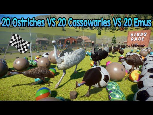 20 Ostriches VS 20 Cassowaries VS 20 Emus Animals Birds Race in Planet Zoo | Animal Animation