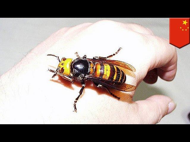 Asian giant hornets are deadly and should not be messed with - TomoNews