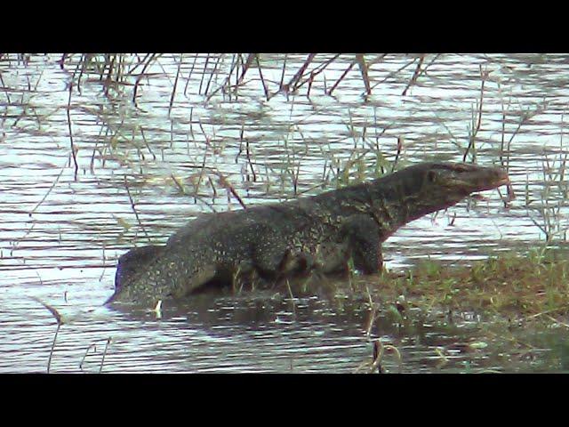 10 minutes to discover the terrestrial and aquatic fauna of Thailand