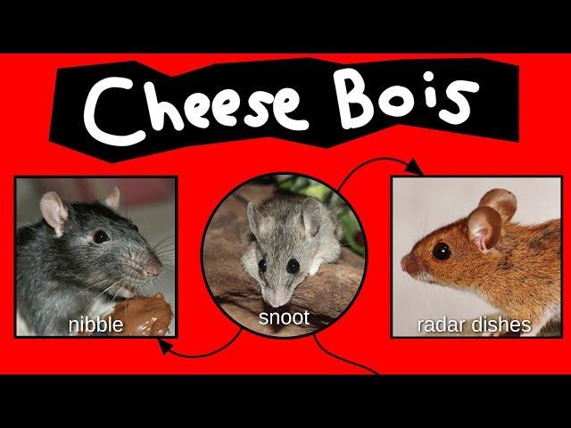 Cheese Bois