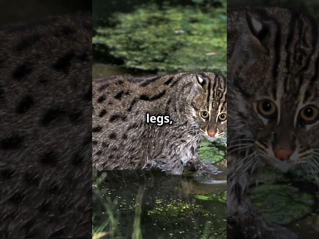 Fishing Cat | The Cat That Loves Water