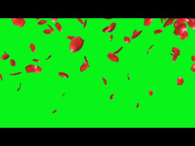 Rose petals falling green screen effects animations | Rose flowers Petals Chroma key