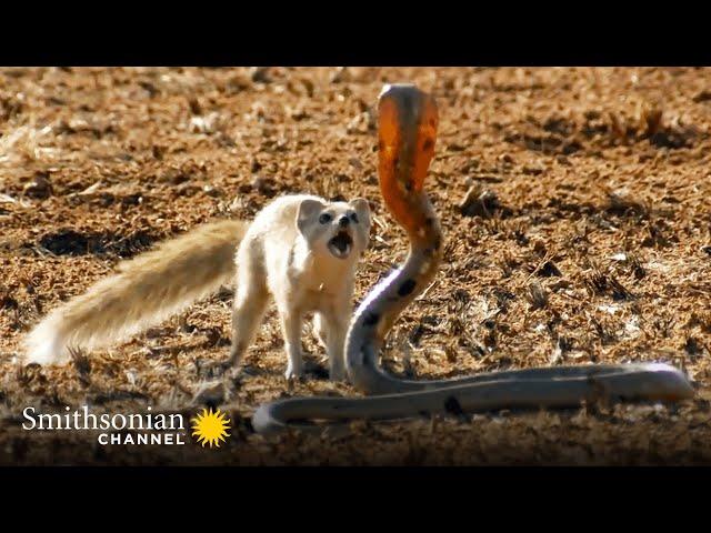 10 Craziest Animal Fights in the Animal Kingdom  Lions, Hippos, Cobras! | Smithsonian Channel