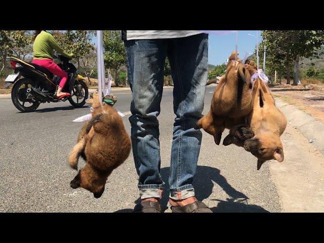 Rescue five puppies from the evil hand of the dog dealer